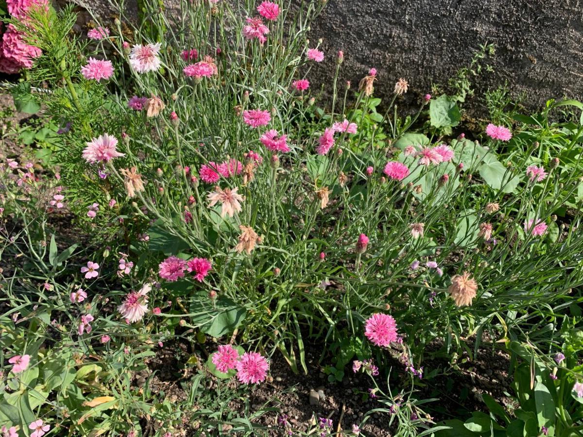 Les Jardins D'Elise, Calme Et Verdure A Lure Lure  Εξωτερικό φωτογραφία