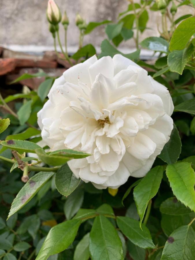 Les Jardins D'Elise, Calme Et Verdure A Lure Lure  Εξωτερικό φωτογραφία