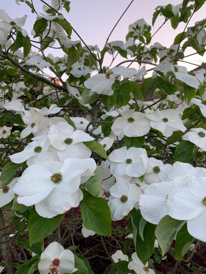 Les Jardins D'Elise, Calme Et Verdure A Lure Lure  Εξωτερικό φωτογραφία