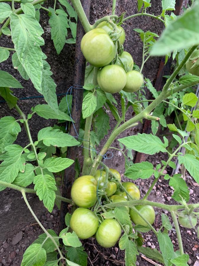 Les Jardins D'Elise, Calme Et Verdure A Lure Lure  Εξωτερικό φωτογραφία